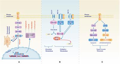 CD147: an integral and potential molecule to abrogate hallmarks of cancer